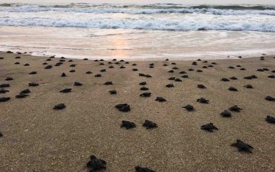 El Santuario Playa Rancho Nuevo, en Tamaulipas, ya cuenta con Programa de Manejo