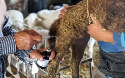 Activa Agricultura Sistema de Farmacovigilancia de productos veterinarios