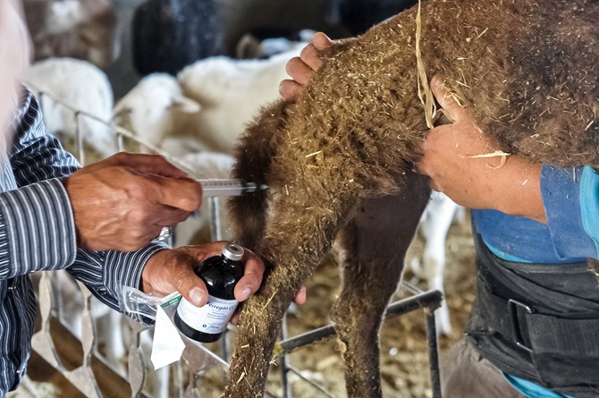 Activa Agricultura Sistema de Farmacovigilancia de productos veterinarios