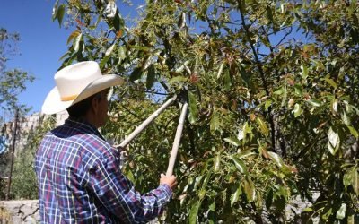 Senado avala dictamen para garantizar el derecho a la alimentación de la población rural