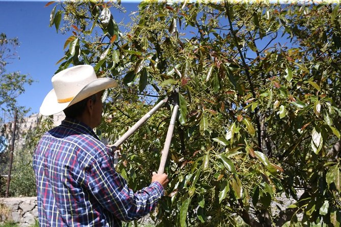 Senado avala dictamen para garantizar el derecho a la alimentación de la población rural