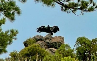 Participa Sedema  en reintroducción de cóndores de California nacidos en Centro de Conservación de Chapultepec