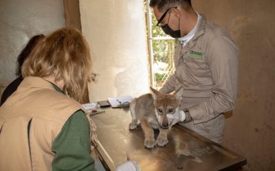 En EdoMéx preservan al lobo gris mexicano a través de la Cepanaf