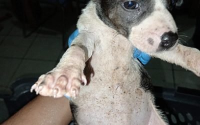 Convocan al “3er Adoptatón” en el Bosque de Aragón para promover la adopción responsable de perros y gatos