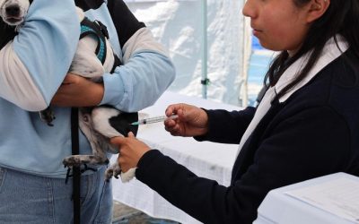 Arranca Salud inmunización contra la rabia