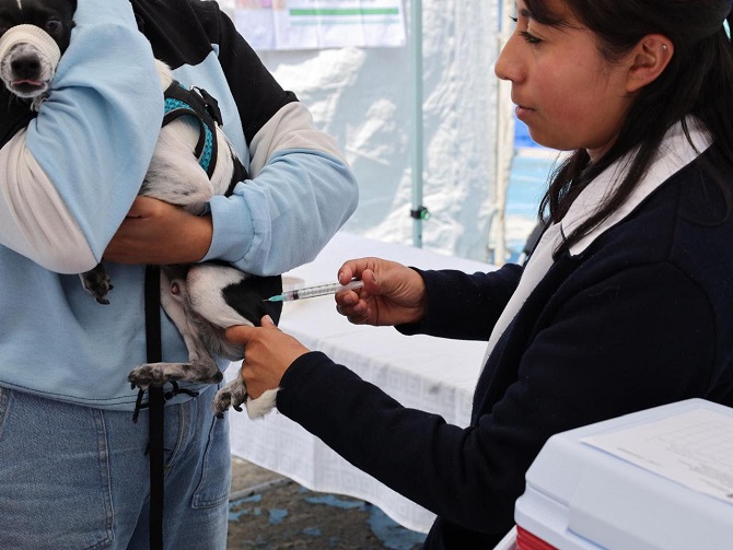 Arranca Salud inmunización contra la rabia