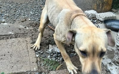 PIDE PARTIDO VERDE GARANTIZAR CASTIGOS CONTRA MALTRATO Y CRUELDAD ANIMAL