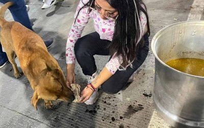 Perritos peregrinos reciben amor y comida cerca de la Basílica en CDMX