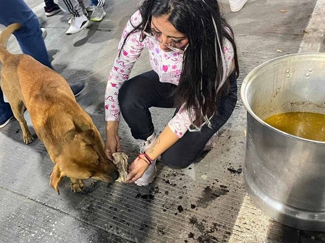 Perritos peregrinos reciben amor y comida cerca de la Basílica en CDMX