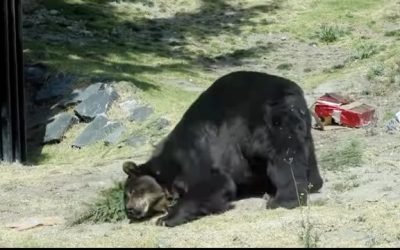 Reutiliza Parque Ecológico Zacango árboles de Navidad para mejorar la salud física y mental de los animales