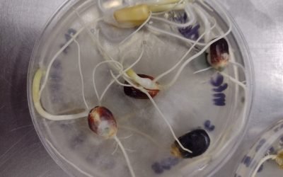 Previene especialista del IPN por consumo de alimentos con micotoxinas