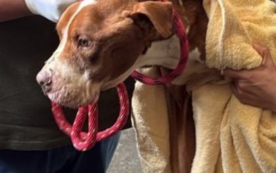 Otorga GEM más de 400 servicios gratuitos a través de Caravana por el Bienestar Animal en Ecatepec