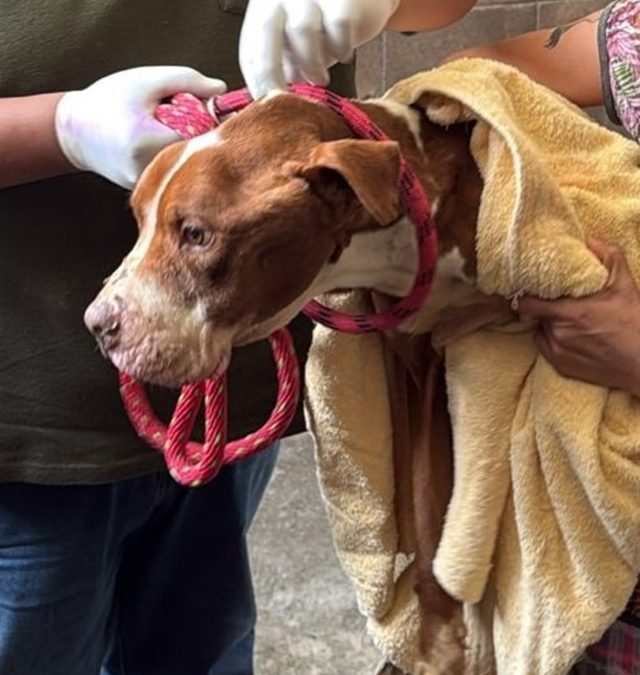 Otorga GEM más de 400 servicios gratuitos a través de Caravana por el Bienestar Animal en Ecatepec