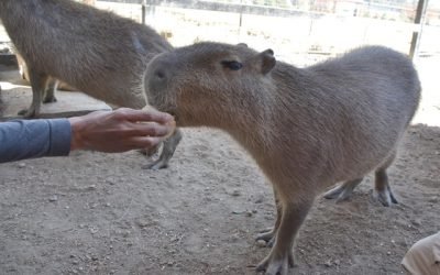 Parque Ecológico Zacango, promueve el bienestar animal