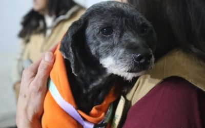 Con “la Mejor Jugada es Adoptar”, cinco peluditos ya tienen hogar