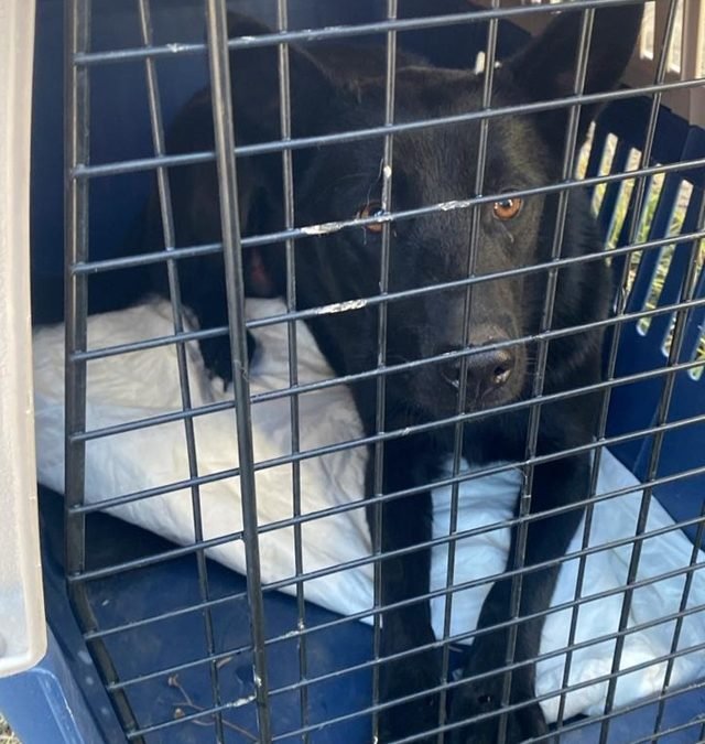 PIDE LEGISLADORA DEL PRI PROHIBIR EXHIBICIÓN PÚBLICA DE ANIMALES DOMÉSTICOS PARA VENTA