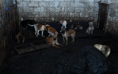 Condena Gobernadora Delfina Gómez Álvarez maltrato animal a más de 100 perros localizados en predio en Mexicaltzingo