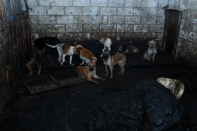 Condena Gobernadora Delfina Gómez Álvarez maltrato animal a más de 100 perros localizados en predio en Mexicaltzingo