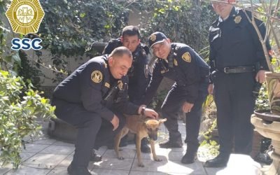 POLICÍAS RESCATAN A UN PERRITO QUE QUEDÓ ATORADO EN LA PROTECCIÓN DE UNA VENTANA