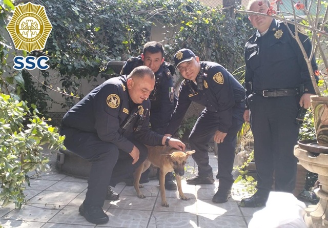 POLICÍAS RESCATAN A UN PERRITO QUE QUEDÓ ATORADO EN LA PROTECCIÓN DE UNA VENTANA