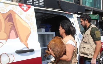 Habilita GEM refugio, atención veterinaria y terapias de rehabilitación para los 108 perros localizados en situación de maltrato en Mexicaltzingo