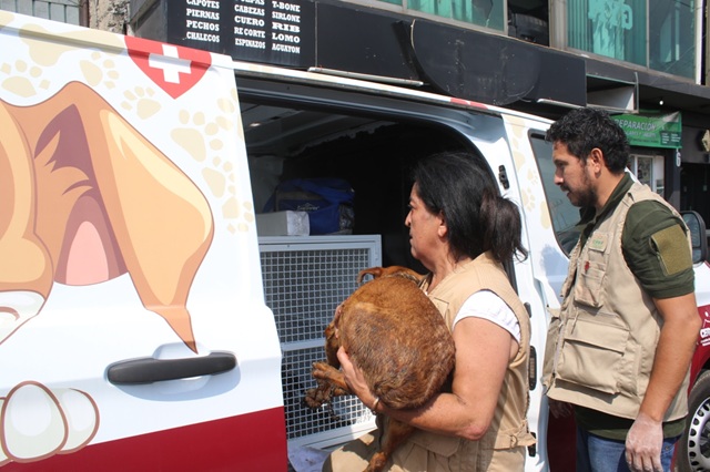 Habilita GEM refugio, atención veterinaria y terapias de rehabilitación para los 108 perros localizados en situación de maltrato en Mexicaltzingo