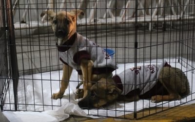 Exitoso programa de adopción de mascotas permite a 270 lomitos y michis encontrar un hogar en el EdoMéx
