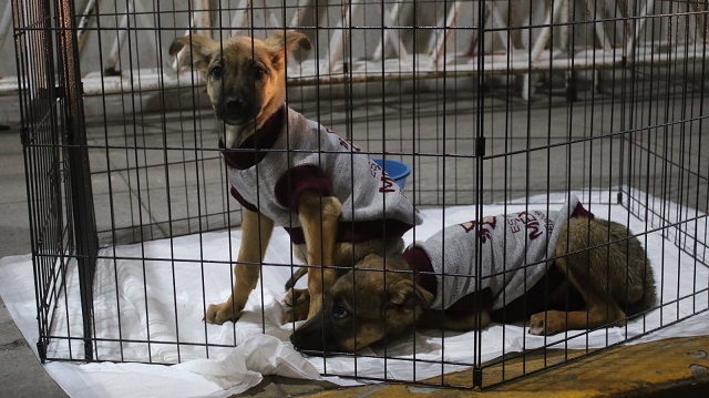 Exitoso programa de adopción de mascotas permite a 270 lomitos y michis encontrar un hogar en el EdoMéx