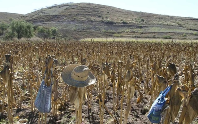El sector agropecuario un desastre por la 4T