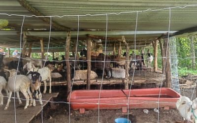 Embarga Gobierno de México 120 animales sin documentación en Oaxaca