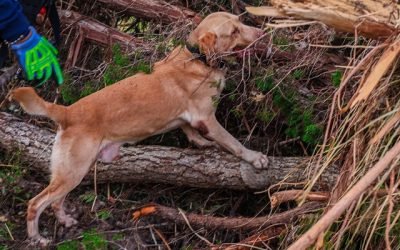 INICIAN EN TEXAS RESCATISTAS MEXICANOS LABORES DE BÚSQUEDA Y LOCALIZACIÓN DE PERSONAS