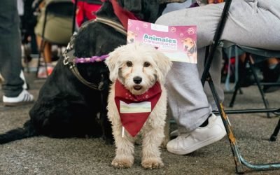 En Tlalpan se da inicio a histórica política para protección de animales comunitarios