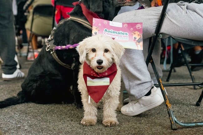 En Tlalpan se da inicio a histórica política para protección de animales comunitarios