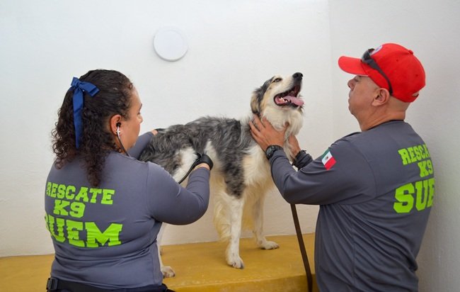 Equipo canino K9 mexiquense da esperanza a familias mexiquenses