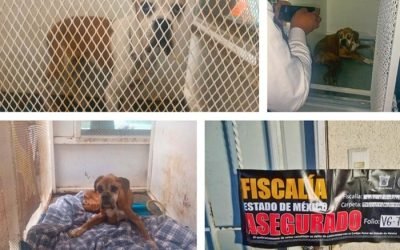Autoridades mexiquenses rescatan a dos caninos en condiciones de maltratato y abandono