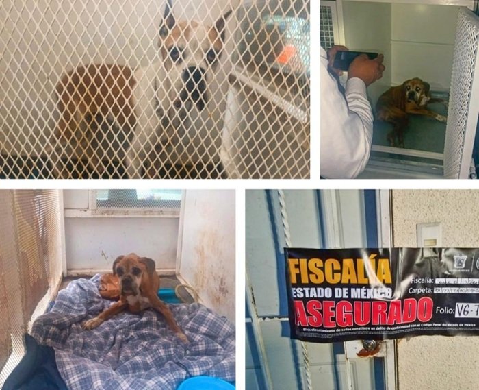 Autoridades mexiquenses rescatan a dos caninos en condiciones de maltratato y abandono