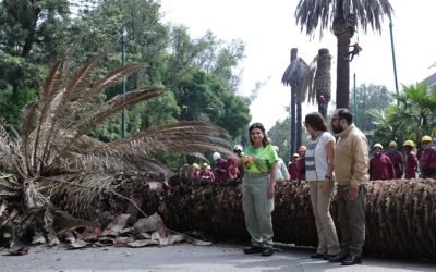 PONE BRUGADA EN MARCHA EL PROGRAMA INTEGRAL DE ATENCIÓN A PALMERAS; SERÁN SUSTITUIDAS POR ÁRBOLES NATIVOS