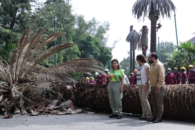 PONE BRUGADA EN MARCHA EL PROGRAMA INTEGRAL DE ATENCIÓN A PALMERAS; SERÁN SUSTITUIDAS POR ÁRBOLES NATIVOS