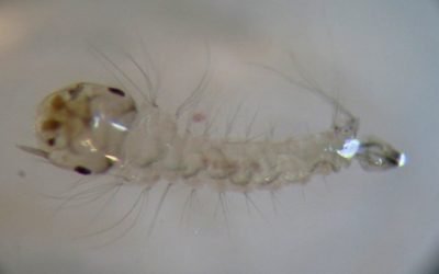 Desarrollan científicos del IPN un bioinsecticida para detener incremento de dengue por lluvias