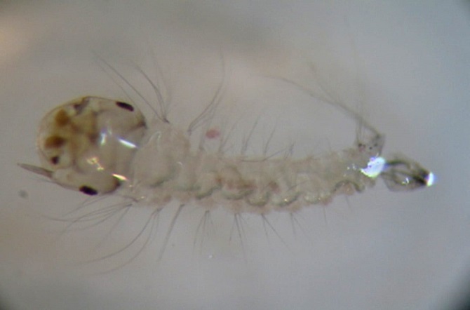 Desarrollan científicos del IPN un bioinsecticida para detener incremento de dengue por lluvias