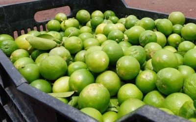 Estos son los grupos criminales que pelean por el limón de Michoacán