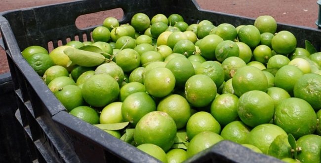 El amargo negocio del limón