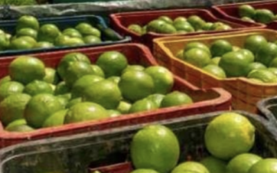 GABINETE DE SEGURIDAD SE REÚNE CON AUTORIDADES ESTATALES Y PRODUCTORES DE LIMÓN EN MICHOACÁN