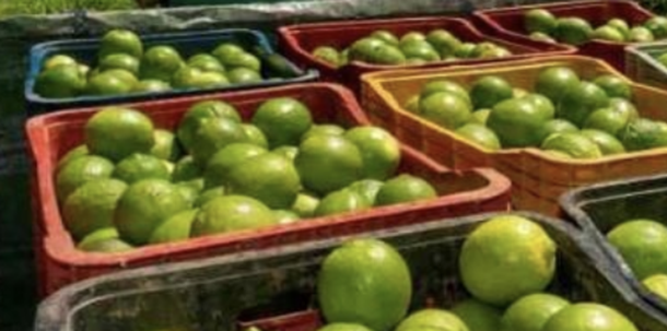 Del asesinato del líder limonero o de ¿cómo gestionar el miedo?