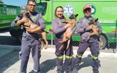 Gobierno de EdoMéx invita a nombrar a los nuevos lomitos héroes del Escuadrón Canino de Rescate SUEM