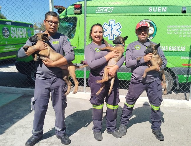 Gobierno de EdoMéx invita a nombrar a los nuevos lomitos héroes del Escuadrón Canino de Rescate SUEM