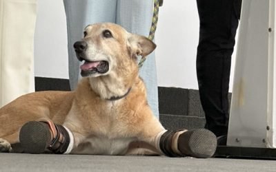 Presentan en el Senado iniciativa, Pay de Limón, para tipificar el maltrato animal como delito grave