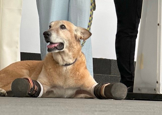 Presentan en el Senado iniciativa, Pay de Limón, para tipificar el maltrato animal como delito grave