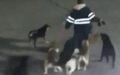 Ataques de jaurías en el Edomex: el reflejo del abandono y la falta de educación canina