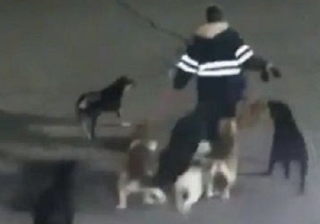 Ataques de jaurías en el Edomex: el reflejo del abandono y la falta de educación canina